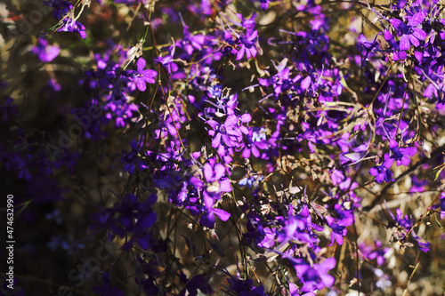 Floral soft delicate background purple wildflowers. Defocus