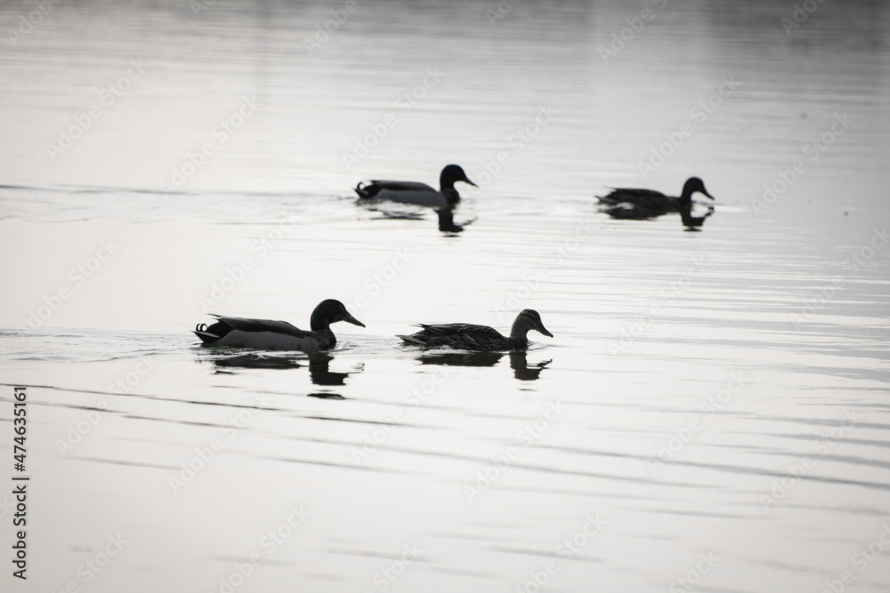 four isolated mallard ducks swimming on the lake in black and white
