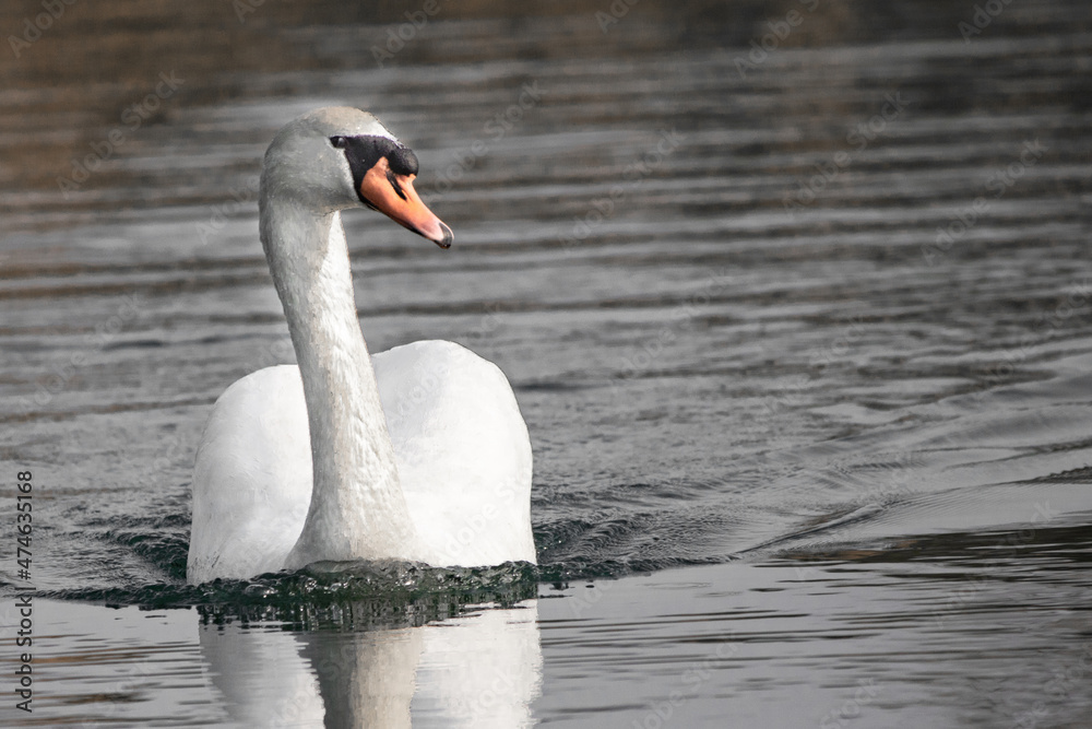 Naklejka premium isolated swan swimming on the lake