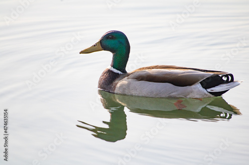beautiful male mallard duck with reflection on the lake