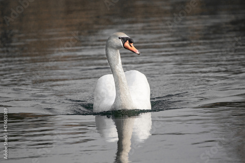 isolated swan swimming on the lake