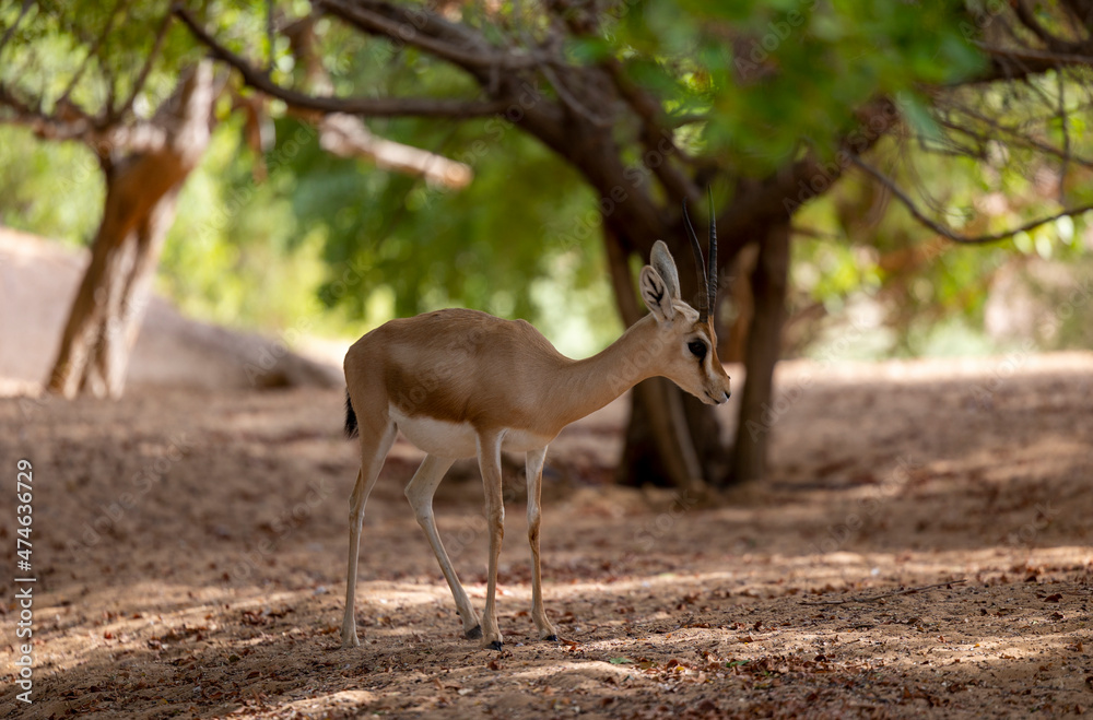 Arabian gazelle in natural habitat within a protected conservation area in Dubai, United Arab Emirates Arabian gazelle in natural habitat within a protected conservation area in Dubai, United Arab Emirates