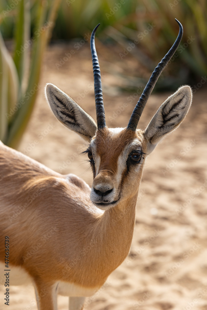Fototapeta premium Arabian gazelle in natural habitat within a protected conservation area in Dubai, United Arab Emirates