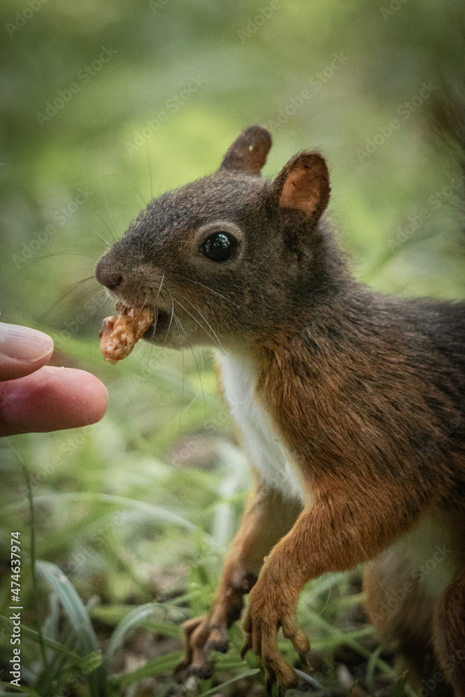 hand feeding cute and curious squirrel hand feeding cute and curious squirrel