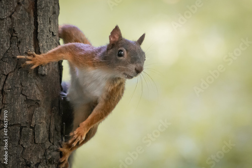 cute and curious squirrel on the tree playing in the woods