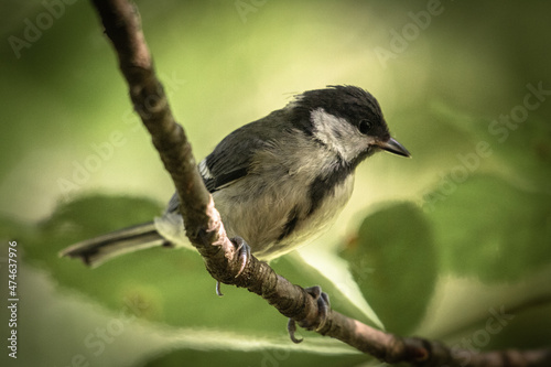 cute titmouse sitting on the branch, close up