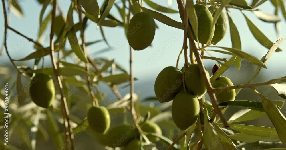Olives ripen on the branch of the olive tree under the morning sun Olives ripen on the branch of the olive tree under the morning sun