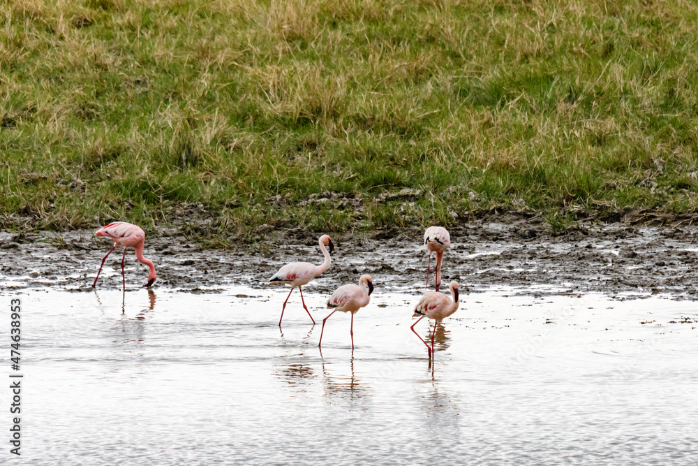 Pink flamingo (Phoenicopterus) at the Ngorongoro crater national park, Tanzania. Wildlife photo