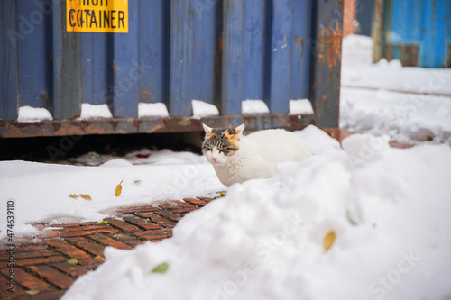 Cat snow container red brick ground