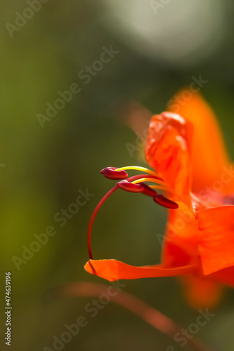 A deep orange Cape Honeysuckle bloom, macro