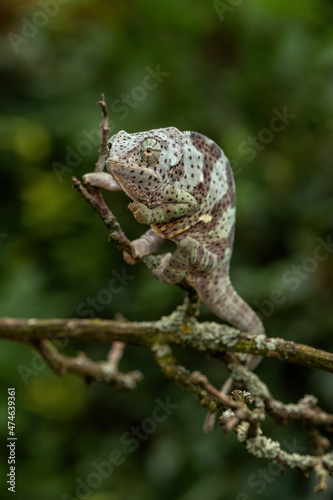 Flap-necked Chameleon - Chamaeleo dilepis, beautiful colored lizard from African bushes and forests, Uganda.