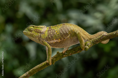 Flap-necked Chameleon - Chamaeleo dilepis, beautiful colored lizard from African bushes and forests, Uganda. photo