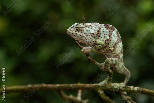 Flap-necked Chameleon - Chamaeleo dilepis, beautiful colored lizard from African bushes and forests, Uganda.