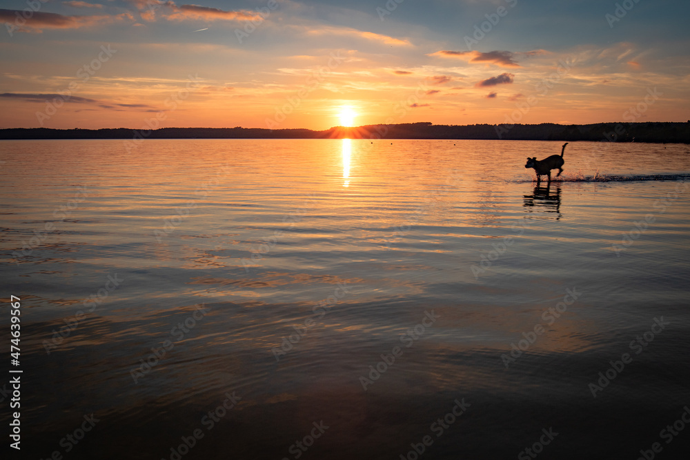 silhouette of dog playing and running in beautiful sunset scenery above the lake in south west of france, les landes