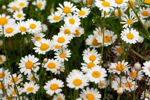 A meadow with blooming white daisies.
