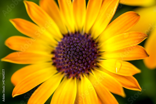 A yellow and orange Cape Marguerite daisy bloom   macro.