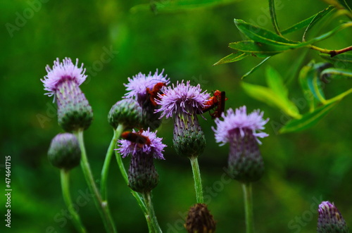 Cirsium arvense flowers with red bug on meadow  close up view