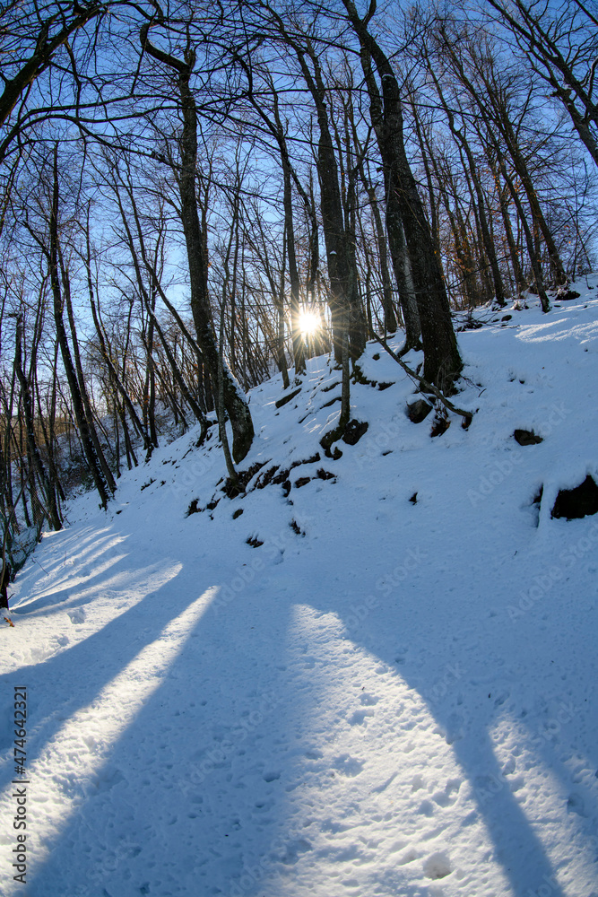 neve nel bosco neve nel bosco