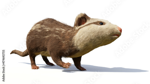 Alphadon, small extinct mammal from the Late Cretaceous that lived alongside dinosaurs, isolated on white background