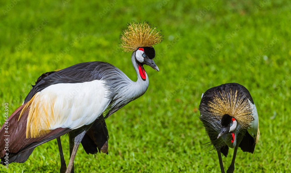 Fototapeta premium Grey Crowned Crane in Bali Island Indonesia