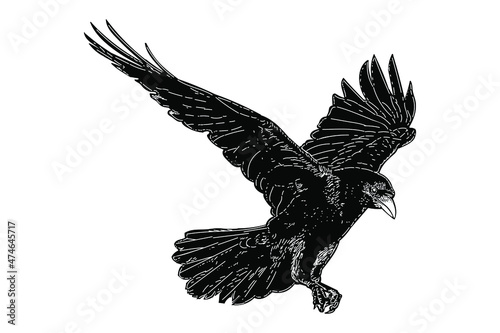 black bird vector drawing illustration isolated on white background