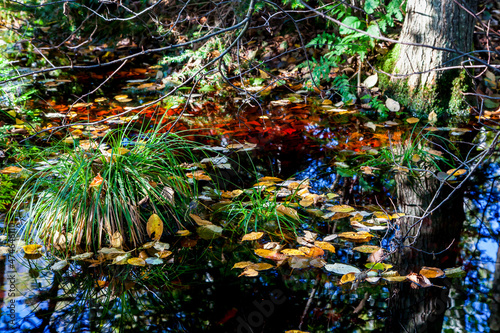 Kendlmuehlfilz near Grassau, an upland moor in Southern Bavaria, Germany photo