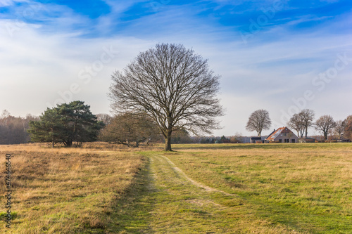 Old tree and a farm in the nature reserve of Oudemolen, Netherlands