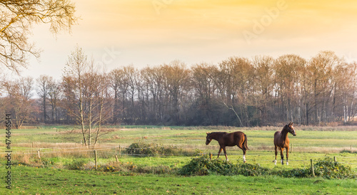 Horses grazing in the fields at sunset in Oudemolen, Netherlands
