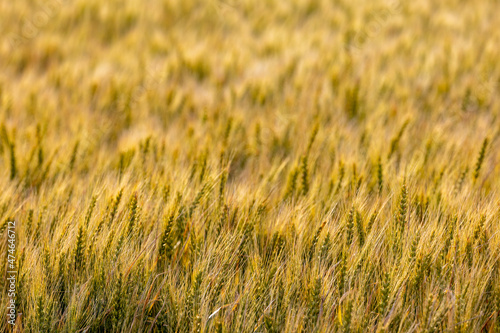 黄金色の小麦 © ktktmik