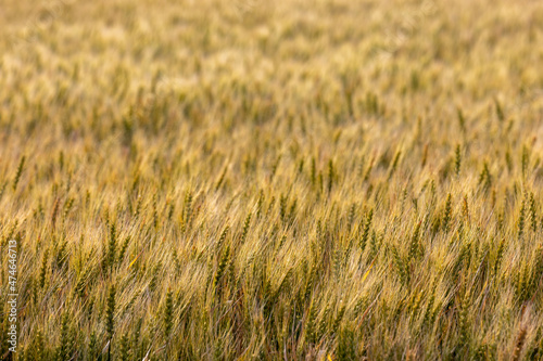 小麦テクスチャ © ktktmik