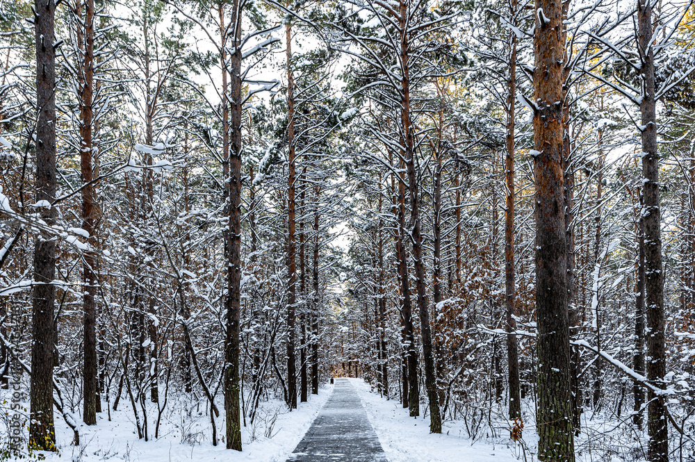 Fototapeta premium Winter scenery of the North Lake National Wetland Park in Changchun, China under the sunset