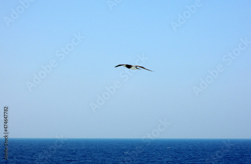 Foto 南太平洋上を勇敢に飛行する鳥