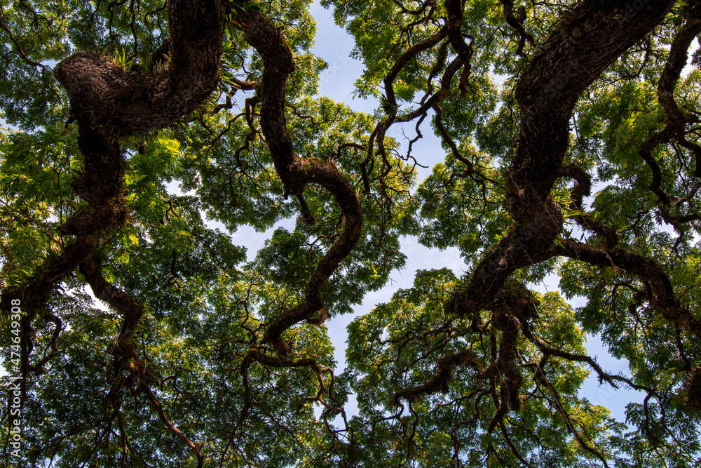 natural big wood tree background, natural big wood tree background,
