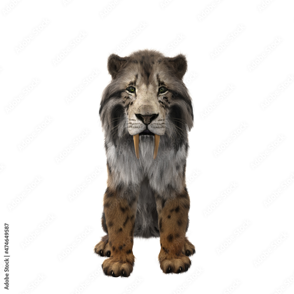 Obraz premium 3D rendering of a Smilodon, the extinct pre-historic Sabre-tooth