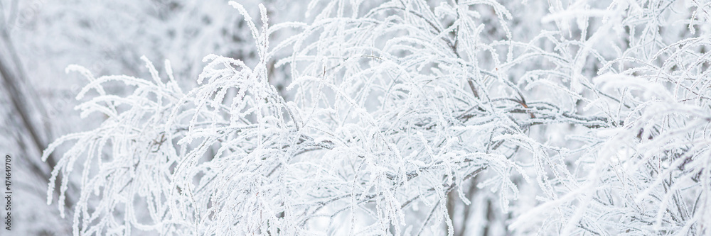 Snow and rime ice on the branches of bushes. Beautiful winter background with trees covered with hoarfrost. Plants in the park are covered with hoar frost. Cold snowy weather. Cool frosting texture. Snow and rime ice on the branches of bushes. Beautiful winter background with trees covered with hoarfrost. Plants in the park are covered with hoar frost. Cold snowy weather. Cool frosting texture.