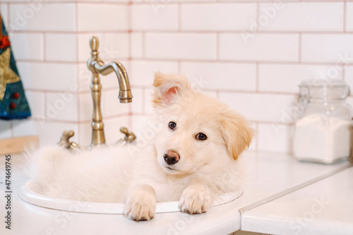 Beige puppy lies in the sink in the kitchen at home photo