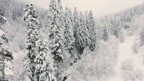 Ukraine, Carpathians strong snowstorm covered the mountains of sugar crust, like frosting. The gentle radiance glow of sunrise in a landscape decorated with a picture of harsh wilderness photo