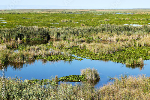 View from above on green leaves of lilies and reeds (bulrush) covered surface of lake