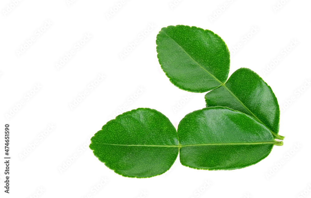 Kaffir lime leaf isolated on white background Kaffir lime leaf isolated on white background