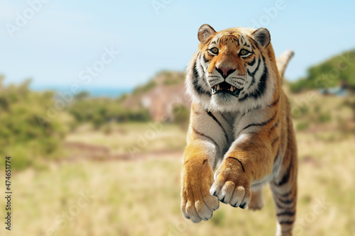 Canvas Print Tiger run and attack