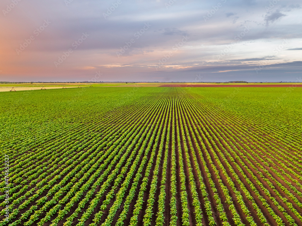 Aerial view of vast green potato field at dawn
