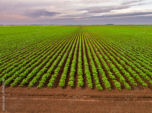 Aerial view of vast green potato field at dawn