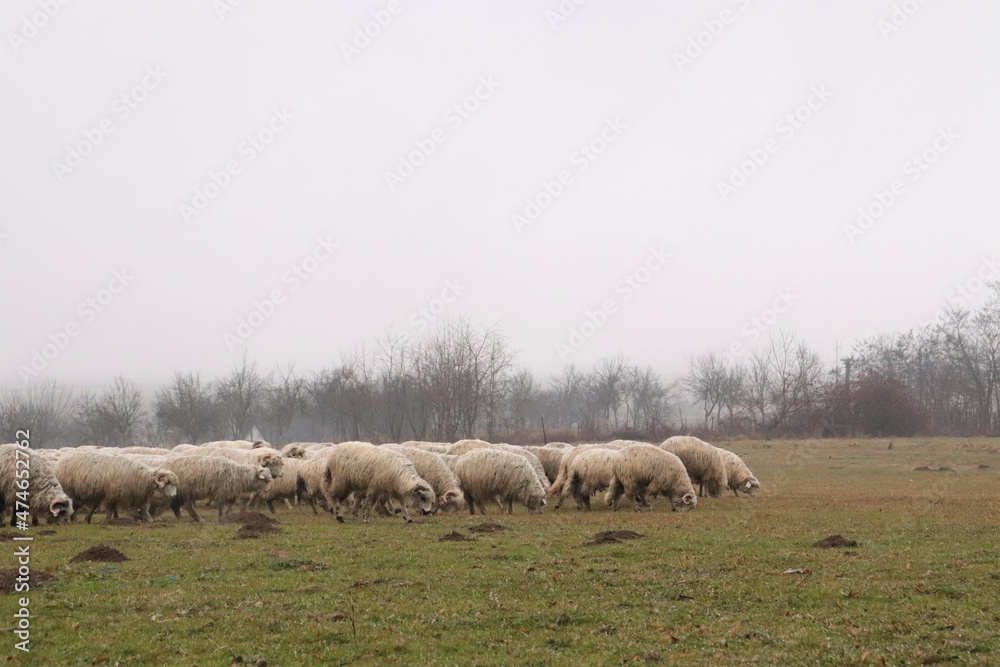 transhumance, flock of sheep, rainy day in December, flock of sheep in the field, grazing grass. Maramures area transhumance, flock of sheep, rainy day in December, flock of sheep in the field, grazing grass. Maramures area