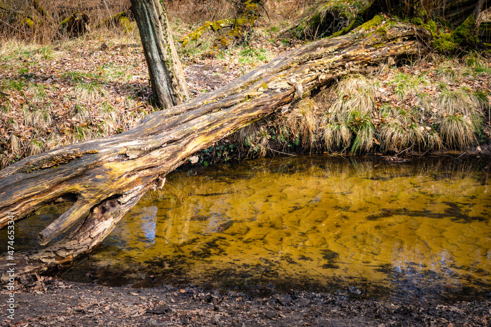 Naklejka premium roots of a tree