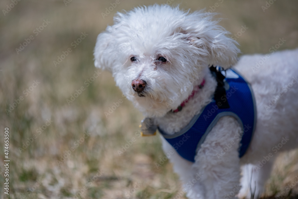 A Bichon Frise in Palm Springs, California A Bichon Frise in Palm Springs, California