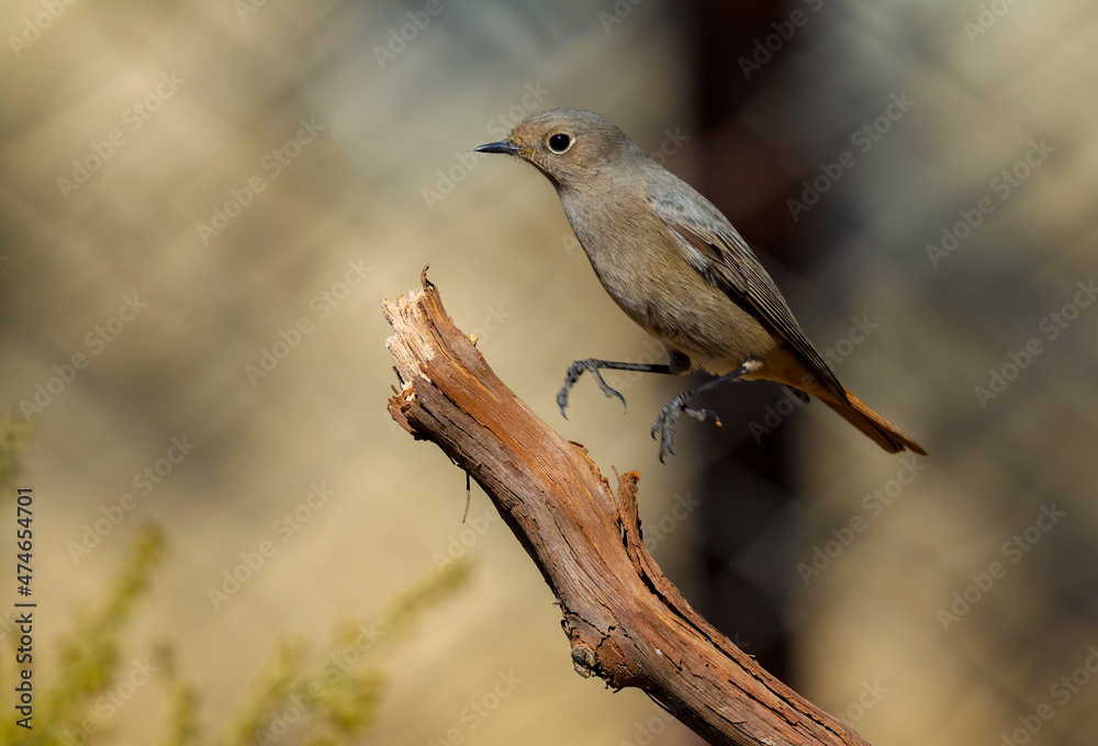 Black Redstart bird perched in its natural environment ( Phoenicurus ochruros ) Black Redstart bird perched in its natural environment ( Phoenicurus ochruros )