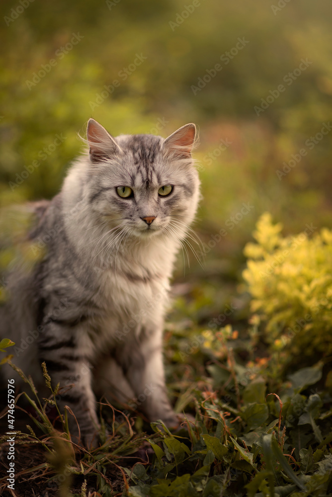 Photo of a sad gray cat in the green grass.