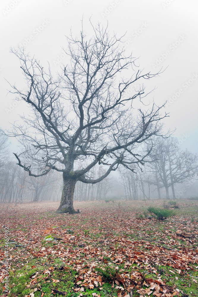 Fototapeta premium Dehesa de Somosierra en invierno. Madrid. España. Europa