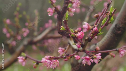 Pink Peach blossom tree