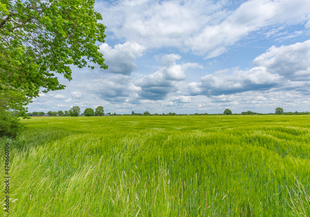 Fototapeta premium Wheat field in the wind ,Germany